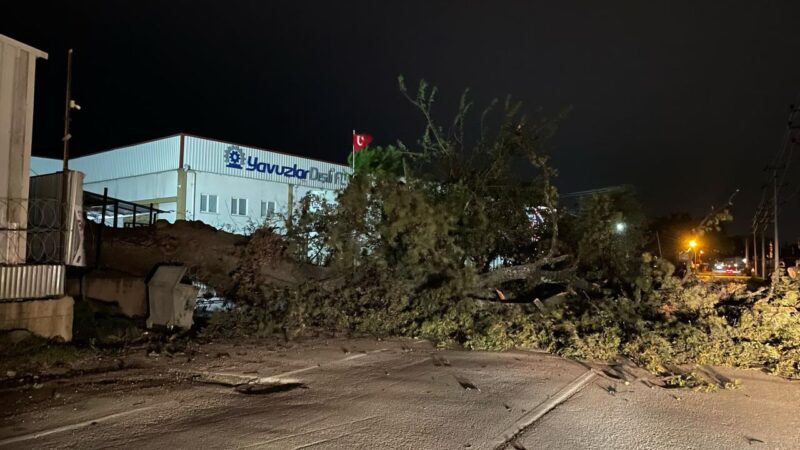 Bursa’da kuvvetli lodos! Ağaçlar yola devrildi Bursa'da gece boyu etkili olan kuvvetli lodos nedeniyle bazı ağaçlar