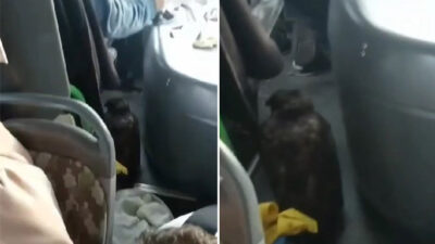 Görüntü Bursa’dan… Dolmuşta yırtıcı kuşla yolculuk