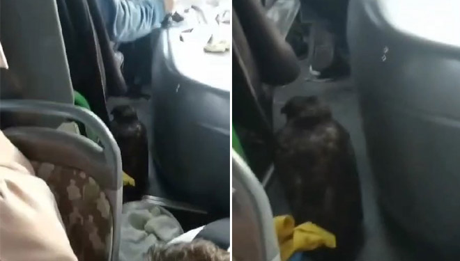 Görüntü Bursa’dan… Dolmuşta yırtıcı kuşla yolculuk