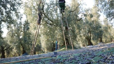 Marmarabirlik’ten 522 milyon TL’lik ödeme