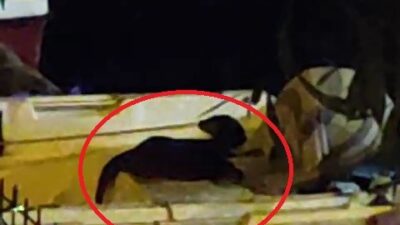 Nesli tükenme tehlikesinde olan su samuru Bursa’da görüntülendi