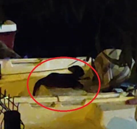 Nesli tükenme tehlikesinde olan su samuru Bursa’da görüntülendi Nesli tükenmekte olan su samuru Bursa’nın Gemlik ilçesinde görüntülendi. O
