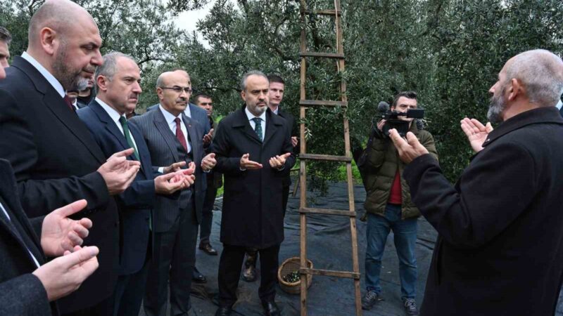 Orhangazi’de de zeytin hasadı başladı Bursa Büyükşehir Belediyesi’nin destekleriyle düzenlenen 45. Orhangazi Zeytin Festivali Hasat