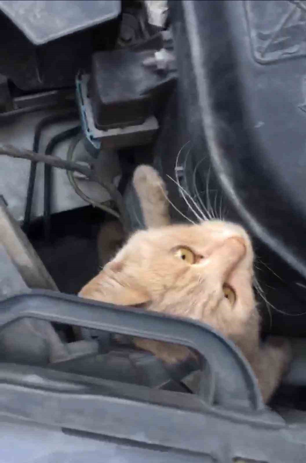 Bursa’da seyir halindeki aracın kaputundan kedi çıktı