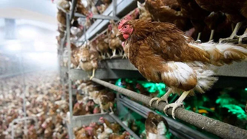 Kuş gribi alarmı! 40 bin kümes hayvanı itlaf edilecek