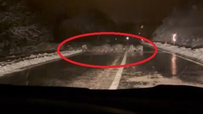 Bursa’da yiyecek bulamayan domuz sürüsü yola indi