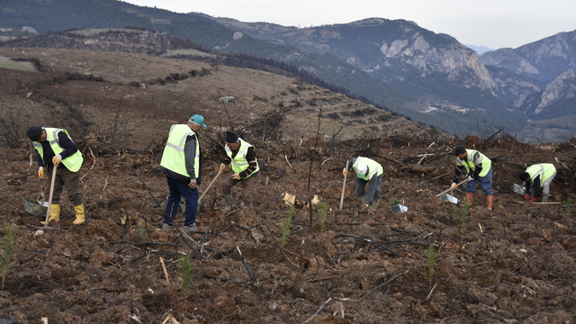 Bursa’da 4 ay önce yanan 243 hektar ormanlık alan ağaçlandırılıyor