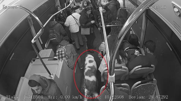 Bursa’da otobüsün sevimli yolcusu!