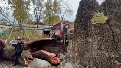 Bursa’da lodosta devrilen asırlık çınarlar yakacak oldu