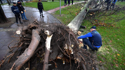 Bursa’da lodosta yıkılan ağaçların yerine yenileri dikiliyor