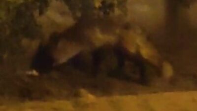 Bursa’da aç kalan tilki site bahçesinde gezdi