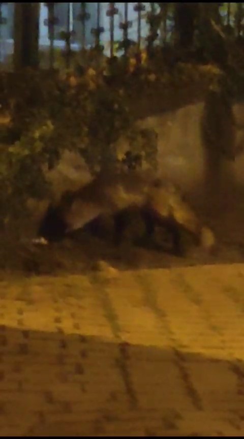 Bursa’da aç kalan tilki site bahçesinde gezdi