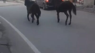 Bursa’da başıboş atlar trafiğe çıktı