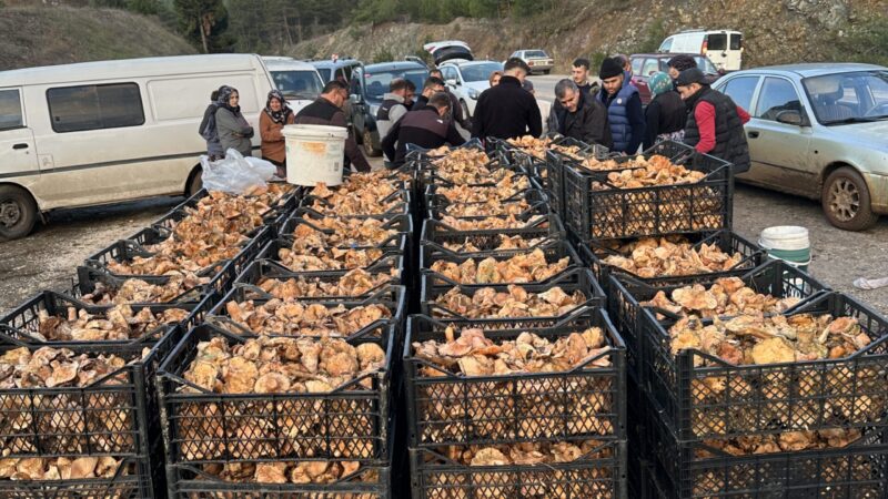 Bursa’da bu ürüne hücum var! Kilosu 100 lira… Olay Gazetesi Yazarı İhsan Aydın, Orhaneli'de yetişen bir ürüne gelen