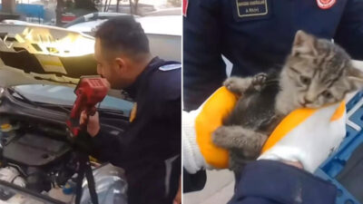 Bursa’da kedi kurtarma operasyonu