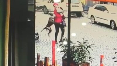 Pitbull dehşeti! O anlar kamerada