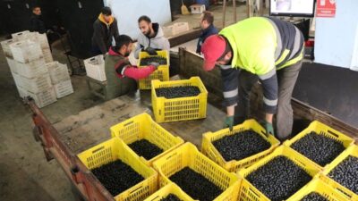 Marmarabirlik’ten 231 milyon lira ödeme