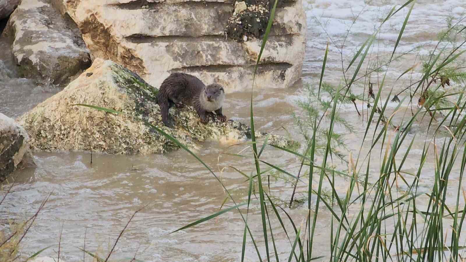 Nesli tükenme tehlikesi altında! Bursa’da görüntülendiler