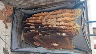 Eski bavulda ‘tatlı’ sürpriz!