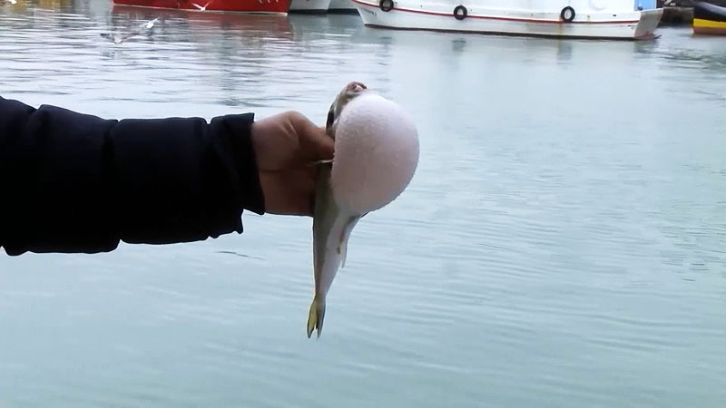 Marmara Denizi’ni bekleyen tehlike: ‘Ne hamsi kalır, ne istavrit’