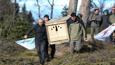Bursa’da bulunmuştu! Yeniden doğaya salındı