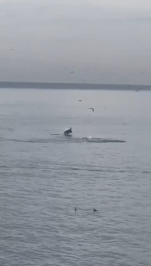 Bursa’da yunus balıklarından şov Bursa’da yunus balıklarından şov