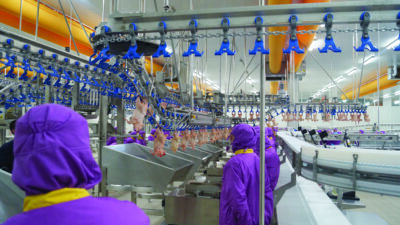 Yenilikçi projelerin bilimsel Merkezi; HasTavuk AR-GE