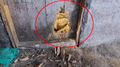 Kurtlar kilitli kapıyı kemirip açtı! Mahallede kabus: Uyuyamıyoruz