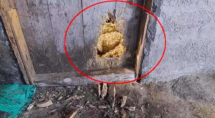 Kurtlar kilitli kapıyı kemirip açtı! Mahallede kabus: Uyuyamıyoruz