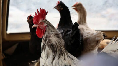 Tavukçulukta yeni boyut: Araçla gezen tavuk