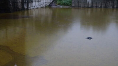 Depolar patladı tonlarca litre zeytinyağı araziye yayıldı