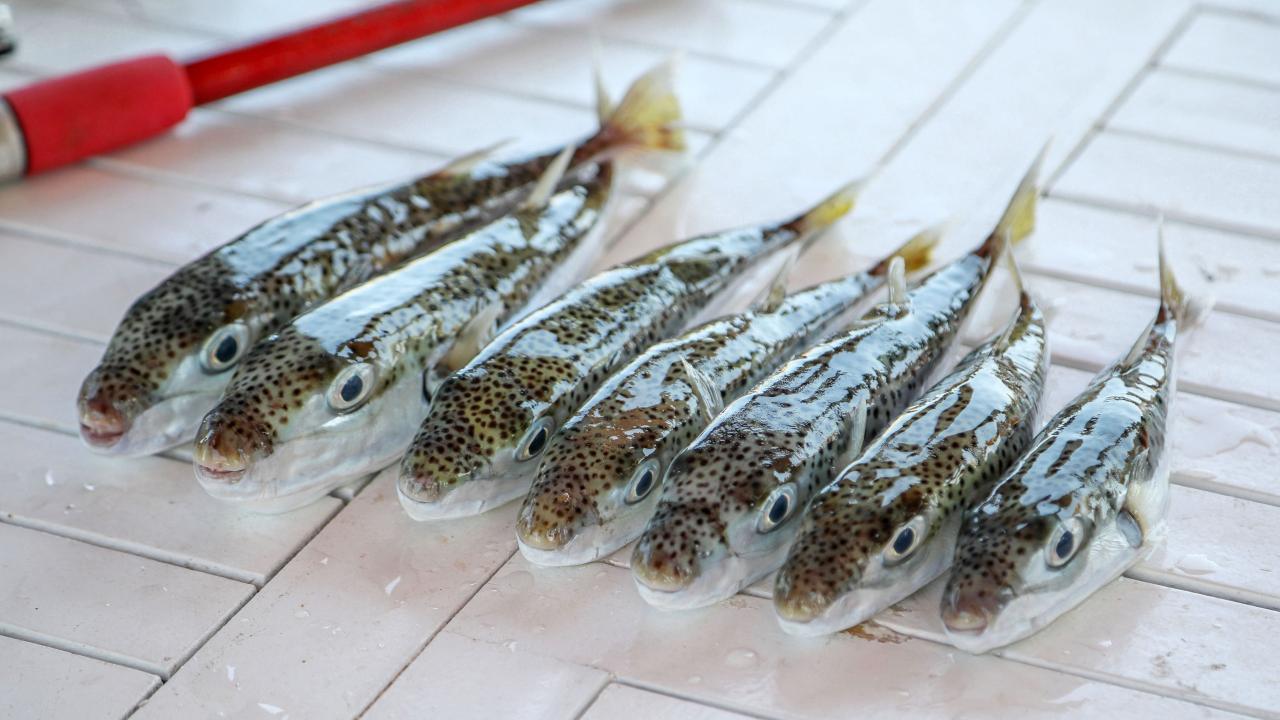 Balon balığı faciası: 2’si çocuk 7 kişi zehirlendi