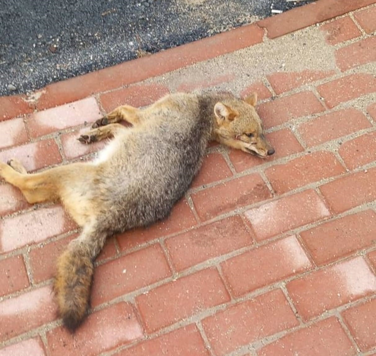 Bursa’da sokak ortasında ölü tilki bulundu Bursa’da sokak ortasında ölü tilki bulundu