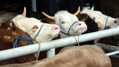 Bakan açıkladı! Artık devlet yapacak