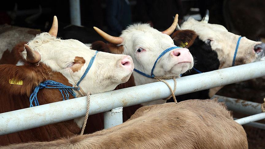 Bakan açıkladı! Artık devlet yapacak