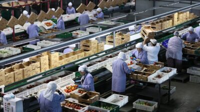 Ege Bölgesi’nin son bir yıllık meyve sebze mamulleri ihracatı 1 milyar doları aştı