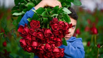 Gül üreticilerinde ‘Sevgililer Günü’ yoğunluğu başladı