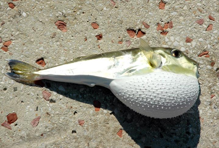 ‘Tehlike’ rotayı Marmara’ya çevirdi! ‘Mücadele etmek oldukça zor’