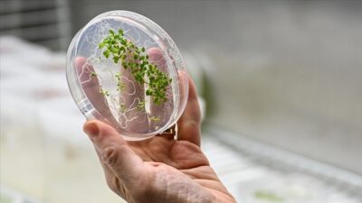 Gezeravcı’nın uzaydaki ilk deneyi uzayda tarım çalışmalarına yön verecek