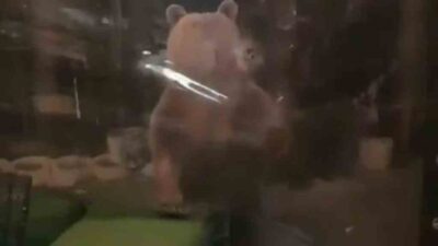 Uludağ’da aç kalan ayı ailesi işletmeye girmeye çalıştı