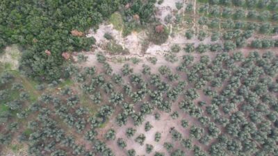 Bursa’da üzerine mıcır dökülen zeytin ağaçları günden güne kuruyor