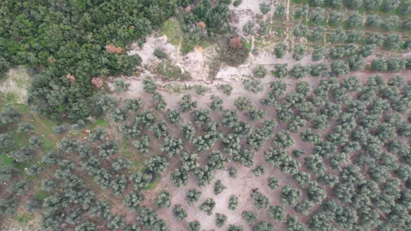 Bursa’da üzerine mıcır dökülen zeytin ağaçları günden güne kuruyor Bursa’da bir taş ocağının atık mıcır malzemeleri 10 dönümlük alanda