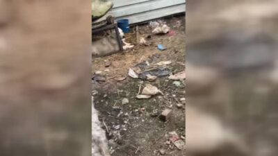 Bursa’da çiftlikte bulundular! Bakımsız 7 köpek…