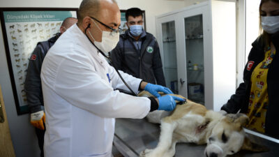 Bursa’da boynunu jiletli telin kestiği köpek sağlığına kavuştu