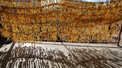 Kabuğu altın oldu!