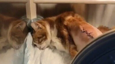 Adres bu sefer Maltepe: Kedinin kaburgaları kırıldı