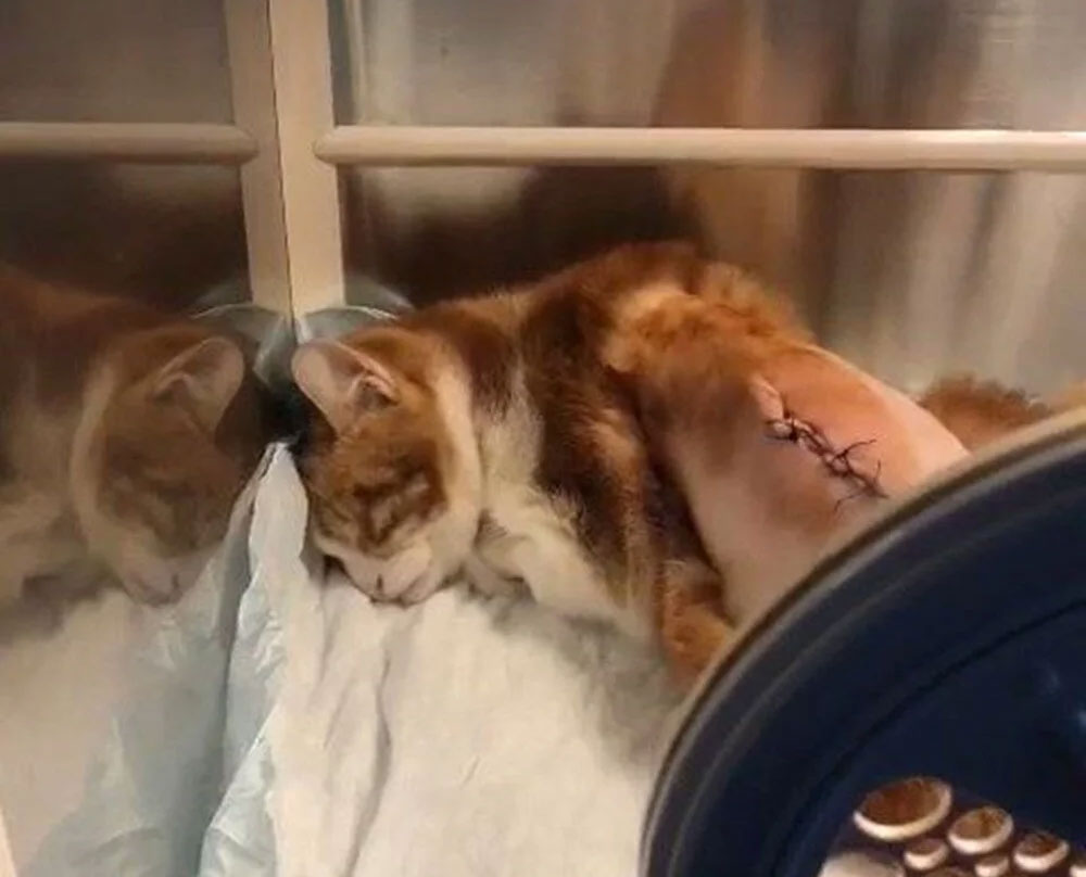 Adres bu sefer Maltepe: Kedinin kaburgaları kırıldı