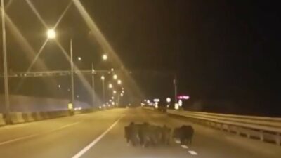 Bursa’da sürücülere zor anlar yaşatan olay!