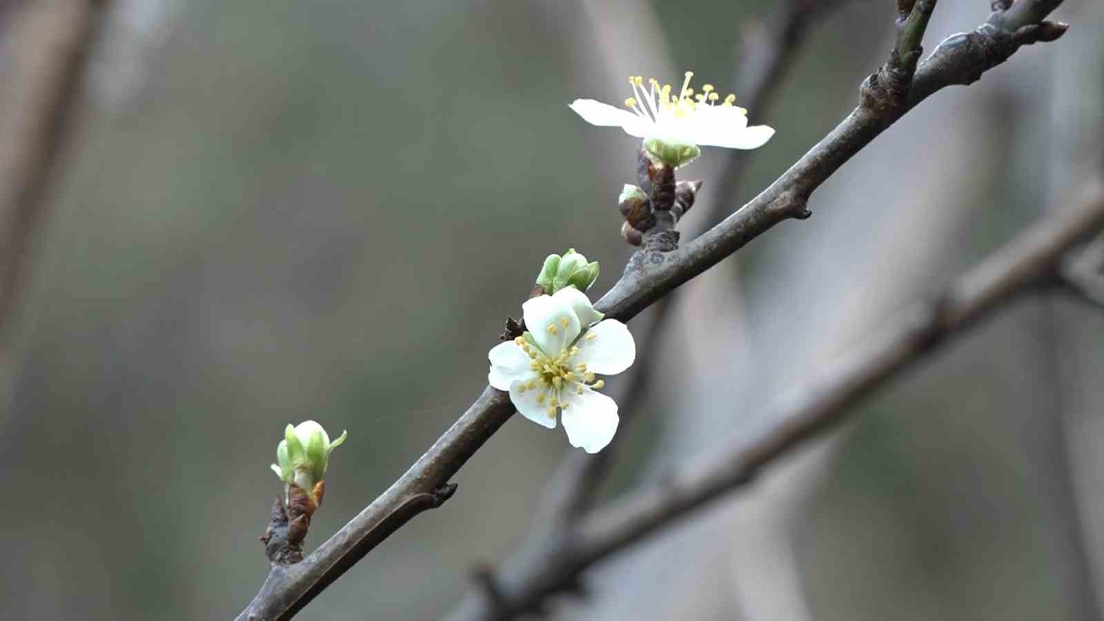 Bursa’da güneşi gören erik ağacı çiçek açtı