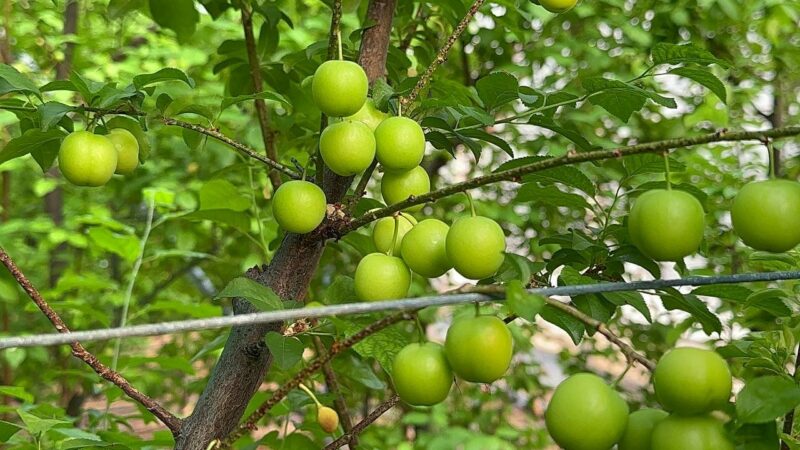 Bursa’da eriğin ilk hasadını yaptılar… Fiyatı altınla yarışıyor Bursa’da Türkiye’nin en erken erik hasadı yapıldı. İznik ilçesinde Ziraat